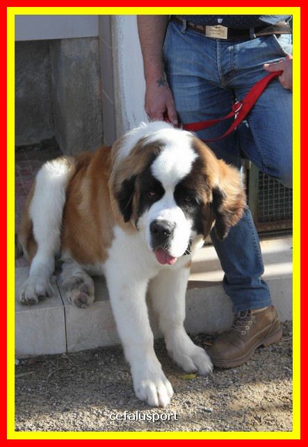 180311 mostra_canina 198.jpg